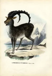 Alpensteinbock, 1863-79